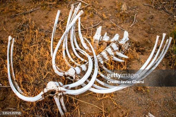 huesos: restos de esqueleto animal. los antiguos, santa cruz, patagonia, argentina. - esqueleto animal foto e immagini stock