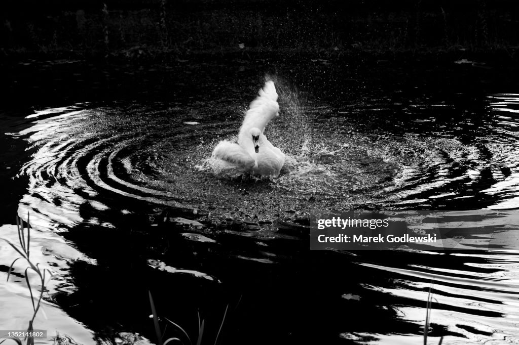 Happy Swan taking a bath in Grand Canal in Dublin, Abstract black and white picture, water spray and reflections