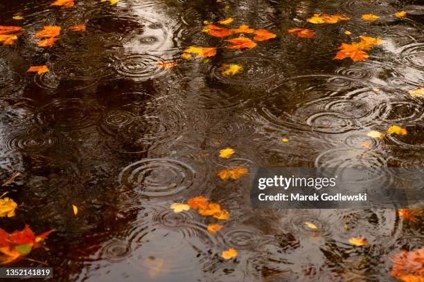 leaves floating on water, grand canal. dublin during rain, rain droplets circles - lluvia fotografías e imágenes de stock