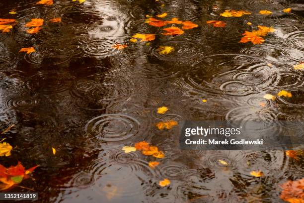 leaves floating on water, grand canal. dublin during rain, rain droplets circles - rainy day stockfoto's en -beelden
