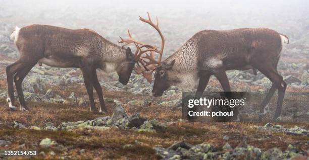 reindeer, caribou, two male animals fighting - woodland caribou stock pictures, royalty-free photos & images