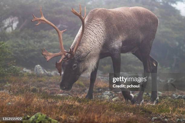 reindeer, caribou, male eating lichen - reindeer lichen stock pictures, royalty-free photos & images