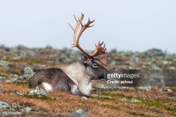 reindeer, caribou, big male - reindeer stock pictures, royalty-free photos & images