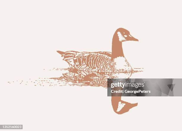 canada goose floating on water - lake waterfowl stock illustrations