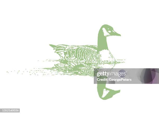 canada goose floating on water - pool float vector stock illustrations