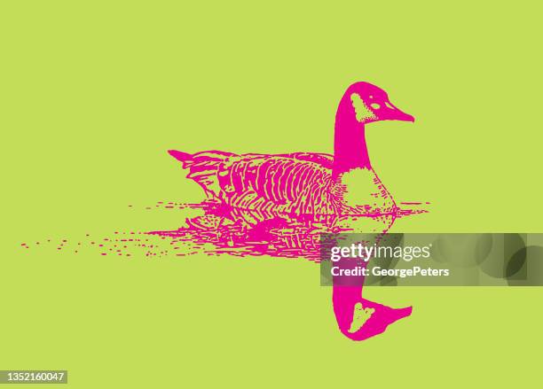 canada goose floating on water - pool reflection stock illustrations