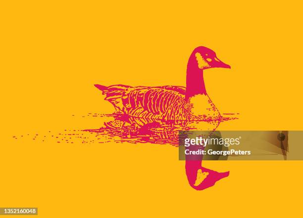 canada goose floating on water - lake waterfowl stock illustrations
