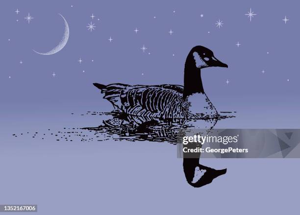 canada goose floating on water at night - lake waterfowl stock illustrations