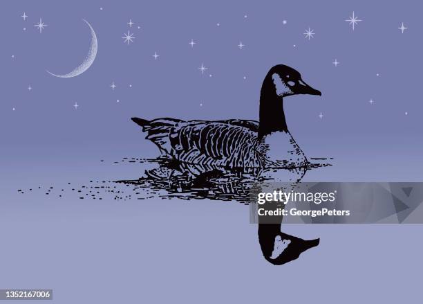 canada goose floating on water at night - pool reflection stock illustrations