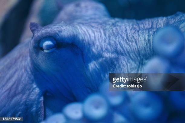 extreme close-up of an octopus sleeping - invertebrate stock pictures, royalty-free photos & images