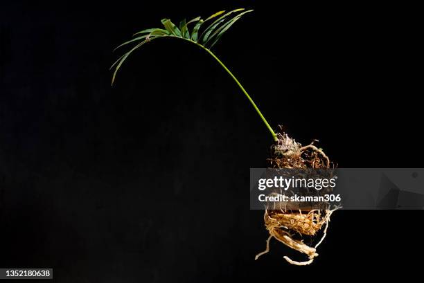 close up root plant (cycas revoluta) with black background - soil roots stock pictures, royalty-free photos & images