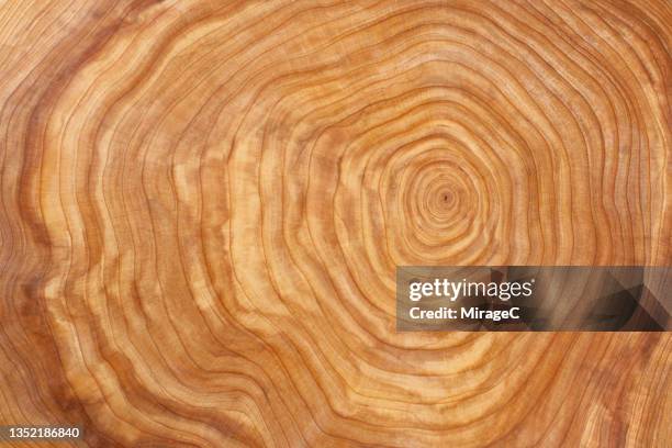 tree trunk slice annual tree rings from metasequoia tree - tree rings stock pictures, royalty-free photos & images
