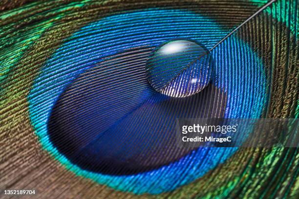 water drop on peacock feather macrophotography - peacock feathers stock-fotos und bilder