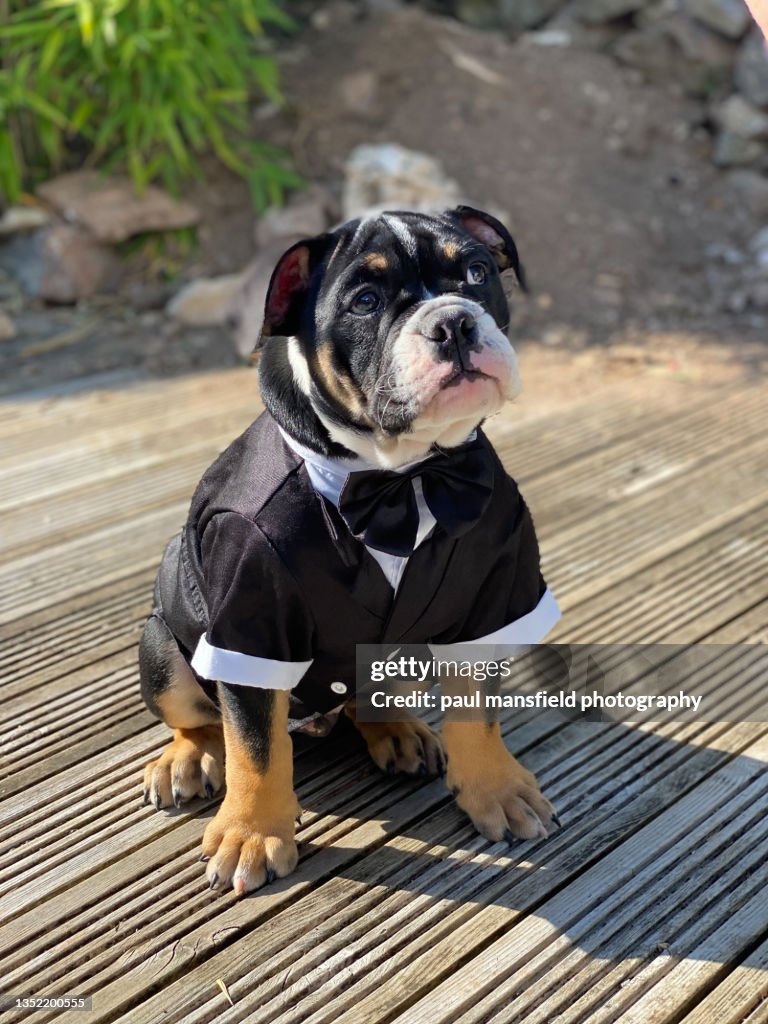 Dog Wearing Tuxedo High-Res Stock Photo - Getty Images Dog Wearing Tuxedo High-Res Stock Photo - Getty Images