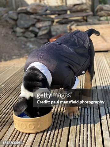 Dog Wearing Tuxedo High-Res Stock Photo - Getty Images