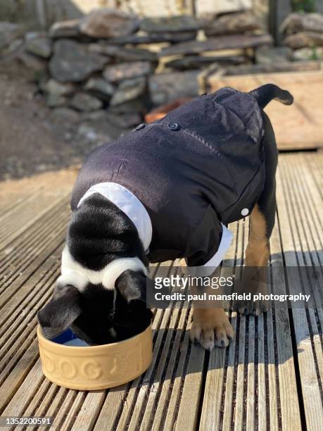 Dog Wearing Tuxedo High-Res Stock Photo - Getty Images