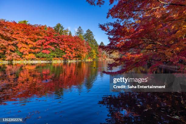 kumoba pond in autumn,nagano,japan - karuizawa stock-fotos und bilder