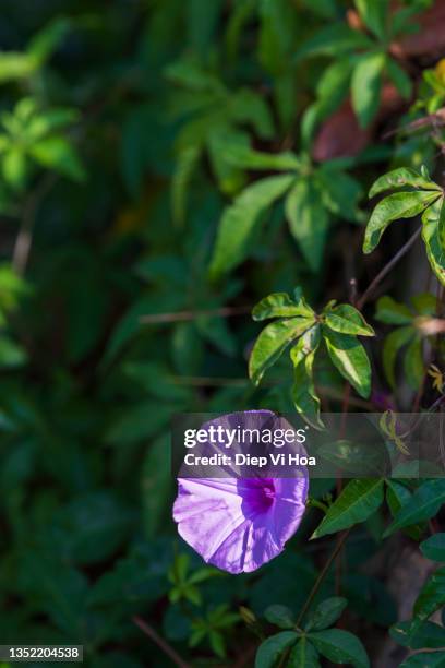 morning glory flower - morning glory stock pictures, royalty-free photos & images