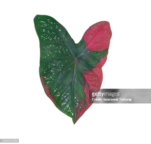caladium bicolor leaf or queen of the leafy plants, bicolor foliage isolated on white background - caladium fotografías e imágenes de stock