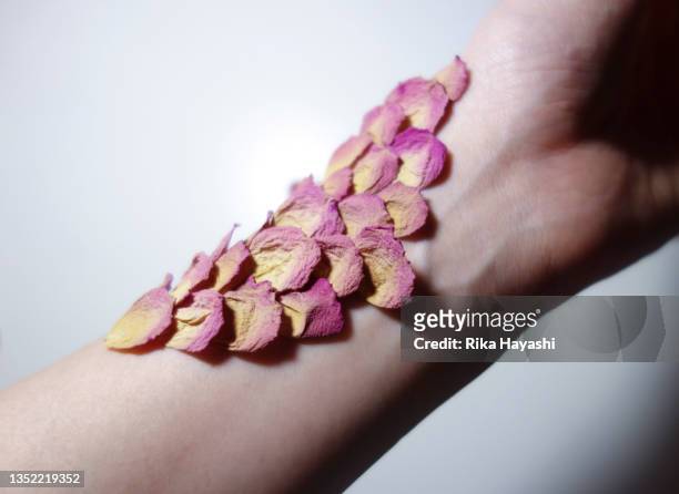petals lined up like scales, covering her arms. - rosa pálido imagens e fotografias de stock
