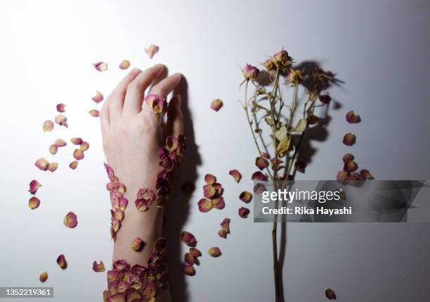 petals lined up like scales, covering her arms. - fiori appassiti foto e immagini stock