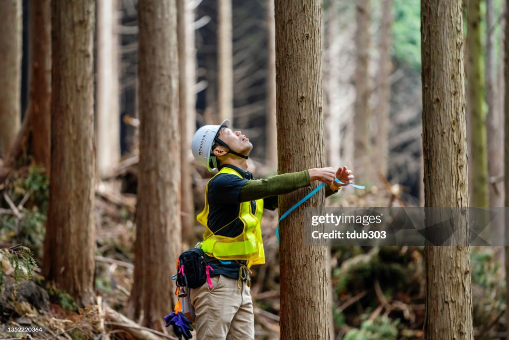 Forestry worker measuring and marking trees