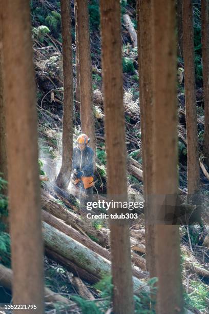 mid adult lumberjack cutting a tree with a chainsaw in the forest - forestry worker stock pictures, royalty-free photos & images