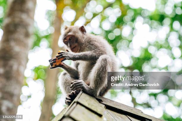 ape sitting on a house roof, bali. - angry monkey stock pictures, royalty-free photos & images