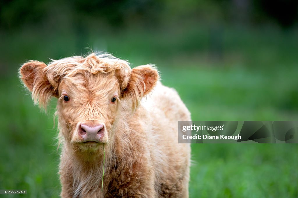 Young highland calf standing in a field