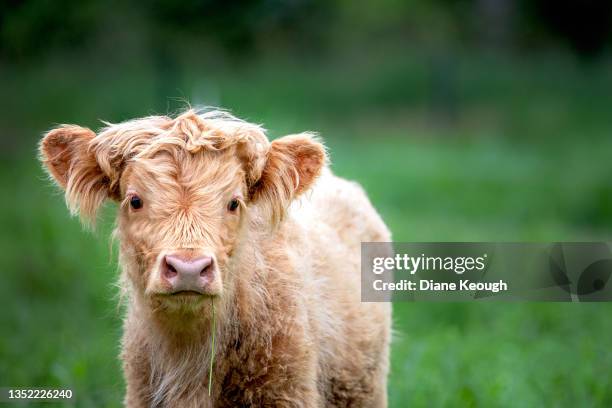 young highland calf standing in a field - highland cow photos et images de collection