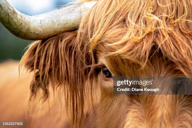 highland cow face - cow eyes stock pictures, royalty-free photos & images