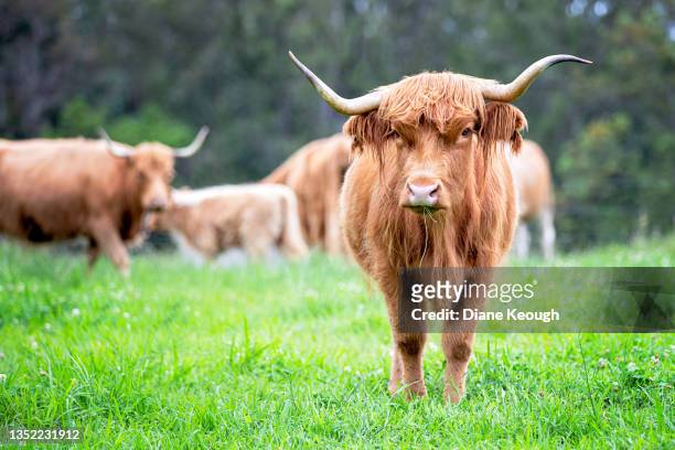 highland cow standing in the field with other cows in the background - highland cow stockfoto's en -beelden
