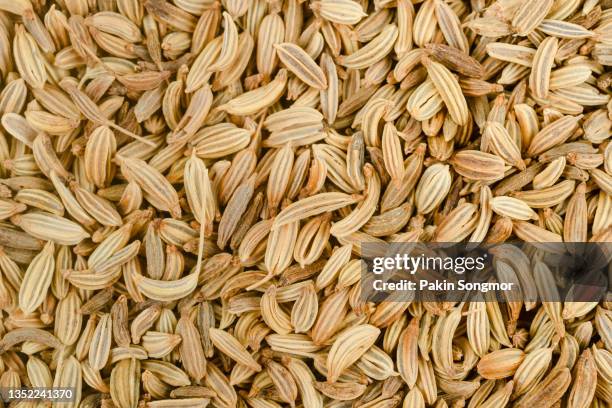 top view fennel seeds background. food background - cumin bildbanksfoton och bilder