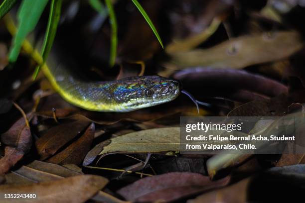 Water Python Identification 193 Python Water Stock Photos, High-Res Pictures, and Images - Getty Images