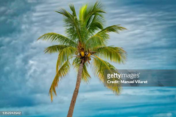coconut palm and blue sky with wispy clouds - la marathon - fotografias e filmes do acervo
