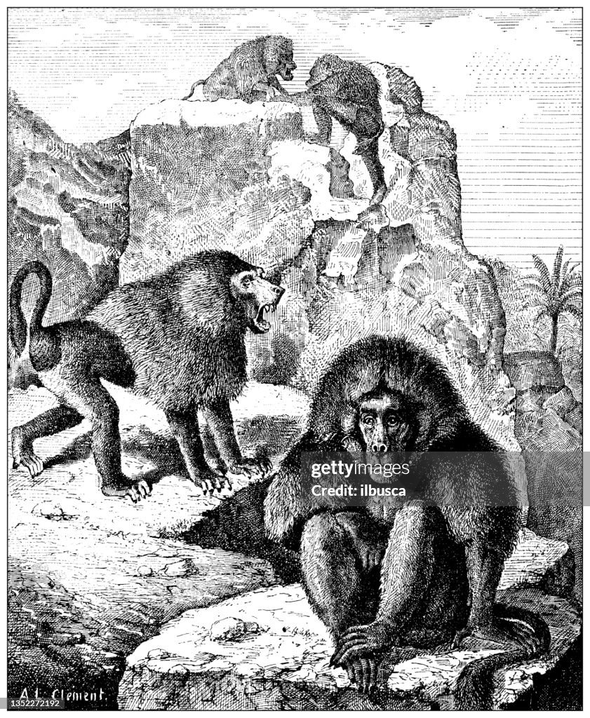 Antique illustration: Hamadryas baboon