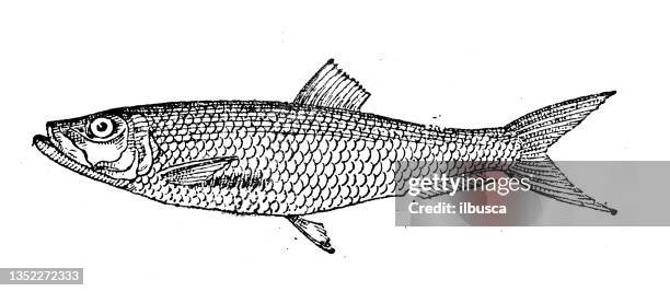 antique illustration: herring - herring stock illustrations