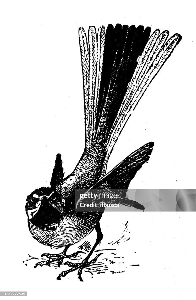 Antique illustration: Wagtail