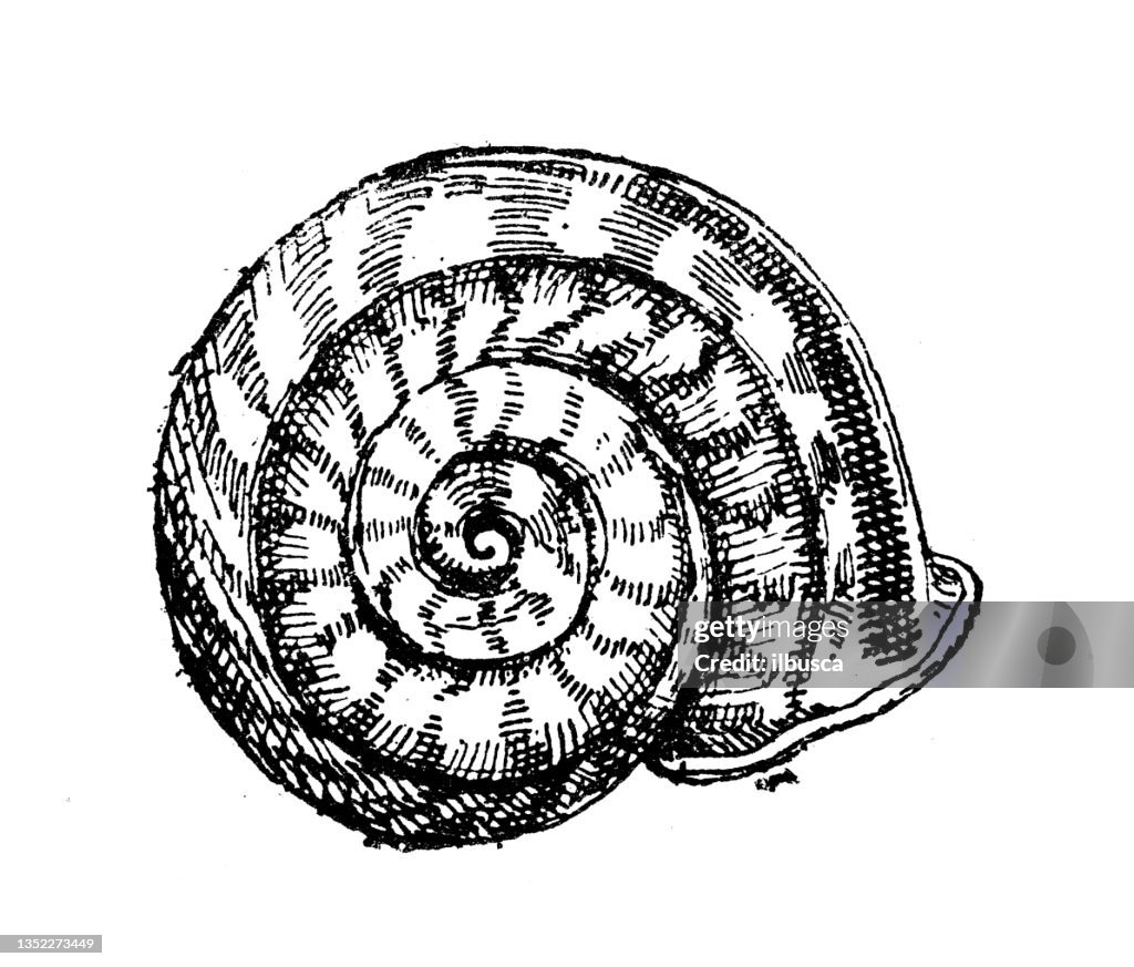 Snail Shell Drawing Section Snail Shell Sketch