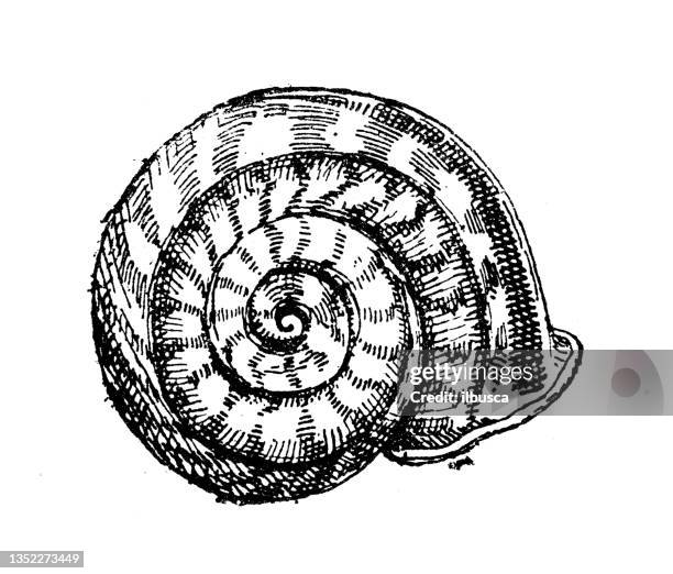 antique illustration: snail shell - escargot 幅插畫檔、美工圖案、卡通及圖標