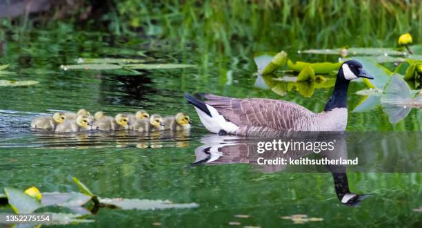 goose and goslings swimming in a pond, canada - gosling stock pictures, royalty-free photos & images