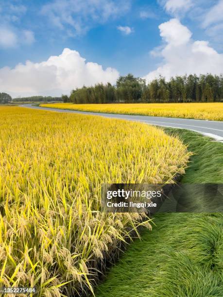 901 Road Through Rice Fields At Sunset Stock Photos, High-Res Pictures ...