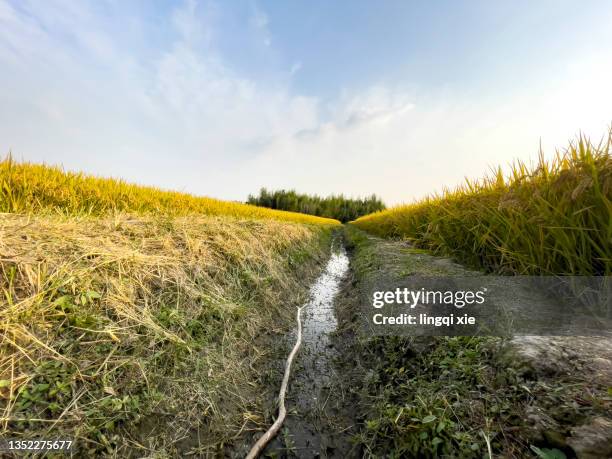Golden Rice Feild 874 Golden Rice Field Stock Photos, High-Res Pictures, and Images ...