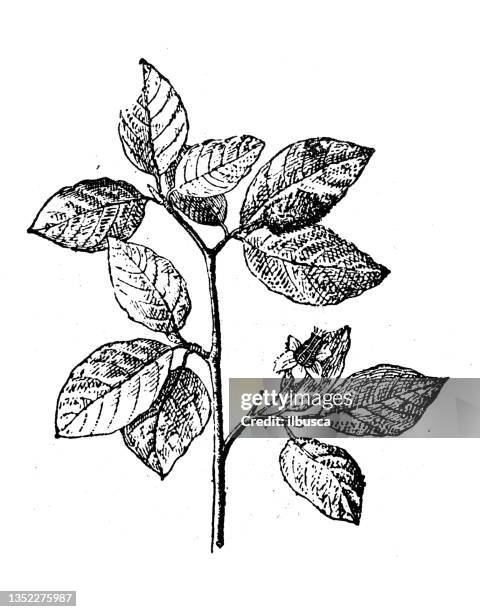 antique illustration: beech tree - beech tree stock illustrations