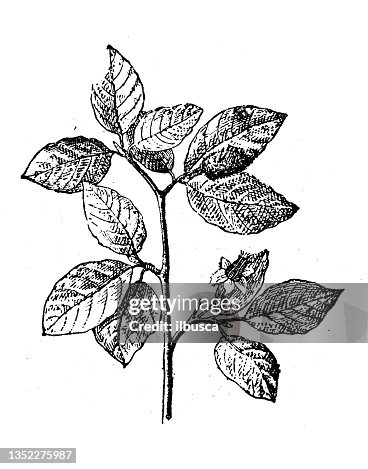 Antique illustration: Beech tree Antique illustration: Beech tree