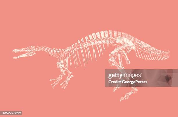 dinosaur skeleton - suchomimus stock illustrations