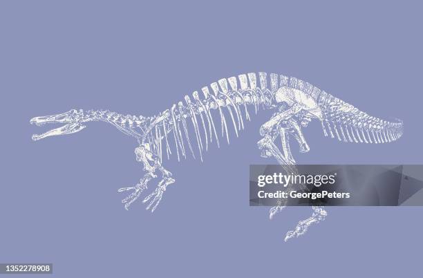 dinosaur skeleton - suchomimus stock illustrations