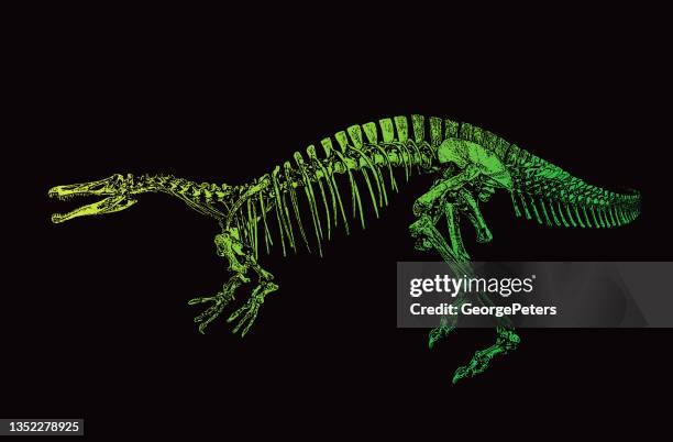 dinosaur skeleton - suchomimus stock illustrations