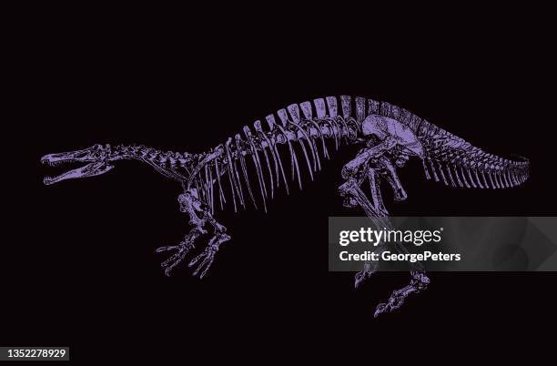 dinosaur skeleton - suchomimus stock illustrations