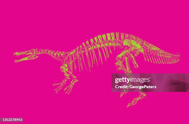 dinosaur skeleton - suchomimus stock illustrations